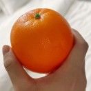 燕林中飞