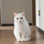梧桐目