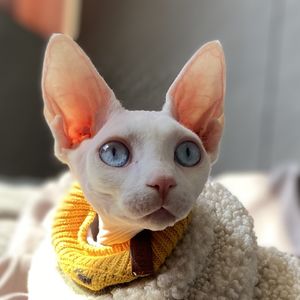 Franzi_R