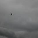 张光杰