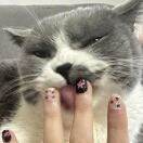 Hachimeow