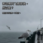 Vol.051 Wizzy带你走近‘观鸟’，偶尔做个世界安静的局外人~