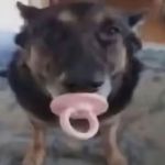 小猫智商低