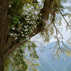 《一朵花想起另一朵花》海桑