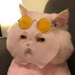 打遍天下无敌瘦