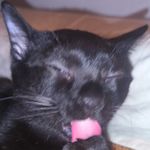 黑色臭肥猫大拜瑞