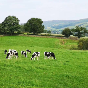 Vol.49 【一人一岛】海外租房解锁人间真实