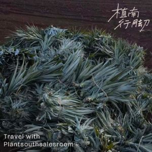 vol.001旅行也是田野调查：湛江徐闻，在大陆最南端找菠萝