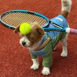 巧克力松饼大人