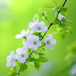 晴天预约