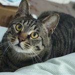 懒猫猫peace