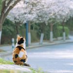 懸絲傀儡