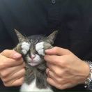 白老