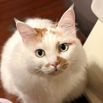 dora猫子