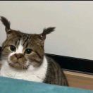 黑兔糖_酱酱麻麻