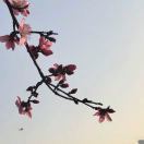 桅子花开_NUq9