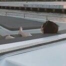 古希腊掌管草莓啵啵的神