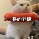 不要再喵喵叫啦