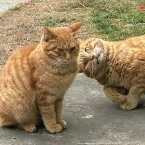 大猫Lyu