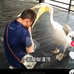 蓦然肥叟