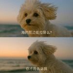 王蛋承包阿达AirFo