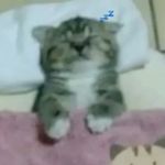 忧郁猫子