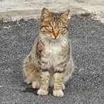 常温常压核剧变催化剂