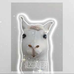 赵美丽的朋友们