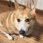 柯基肉肉饲养员