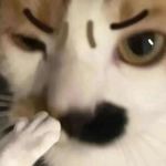 嘎啦嘎啦b