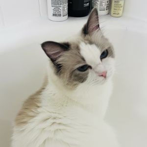橙子酱香排骨