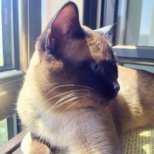 podcaster-avatar