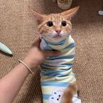 chaya耶耶耶