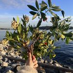 海边的金色阳光