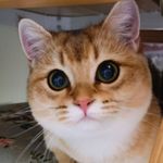 我是一一的马甲