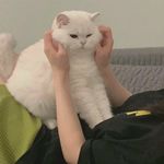 daji