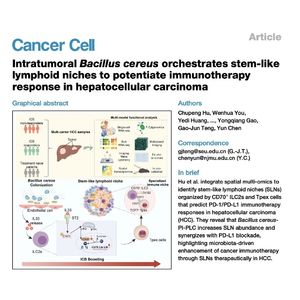1575-Stem-like Lymphoid Niches in HCC Immunotherapy