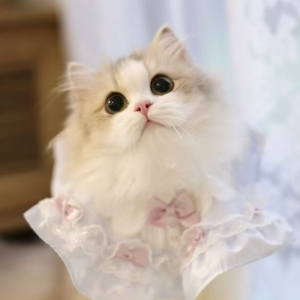 EP.20 |买猫怕被坑?行业秘密大曝光