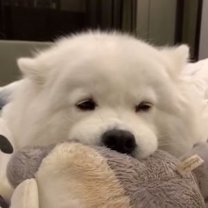 田七_