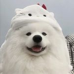 李不言言