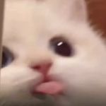 姝儿儿