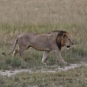 E4 与狮子共进午餐、看大象带娃:原来去非洲Safari比想象中便宜多了