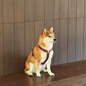 小壮壮壮壮子