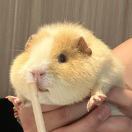 羡之