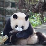 绿猫水怪
