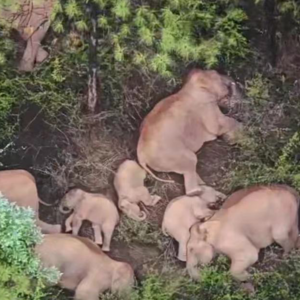 E665. 与象同行：我用镜头记录下那群出走的野象