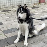 无花果亚麻籽养生水