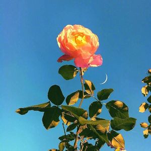 podcaster-avatar