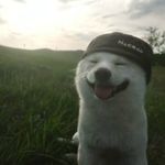 马里奥狒狒