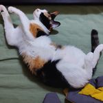 入梦闲人